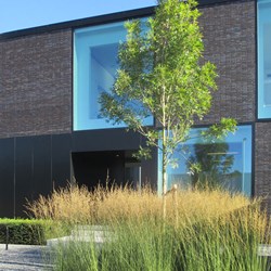 bedrijfstuin-Duffel-modern-boom-grassen